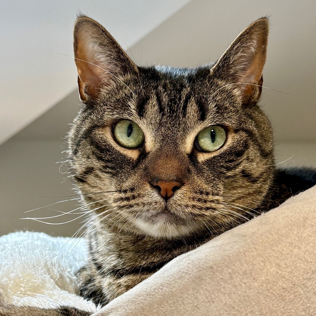 Shadow Domestic Shorthair Brown/Black Tabby