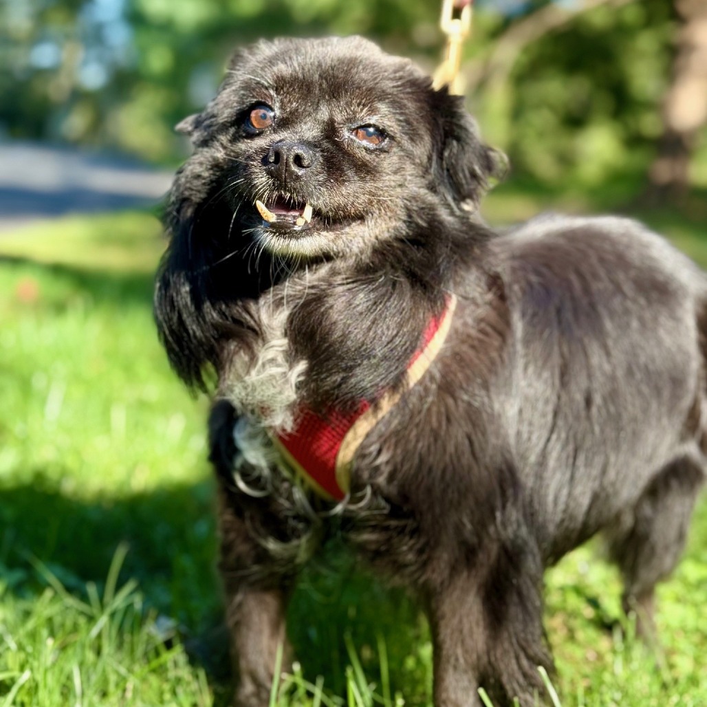 Meredith Spitz/Mix Black/Black