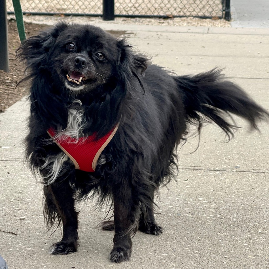 Meredith Spitz/Mix Black/Black