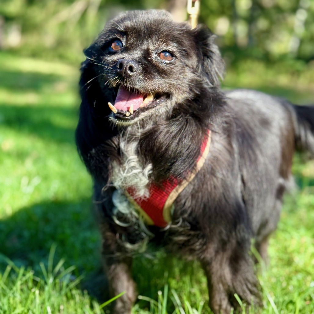 Meredith Spitz/Mix Black/Black