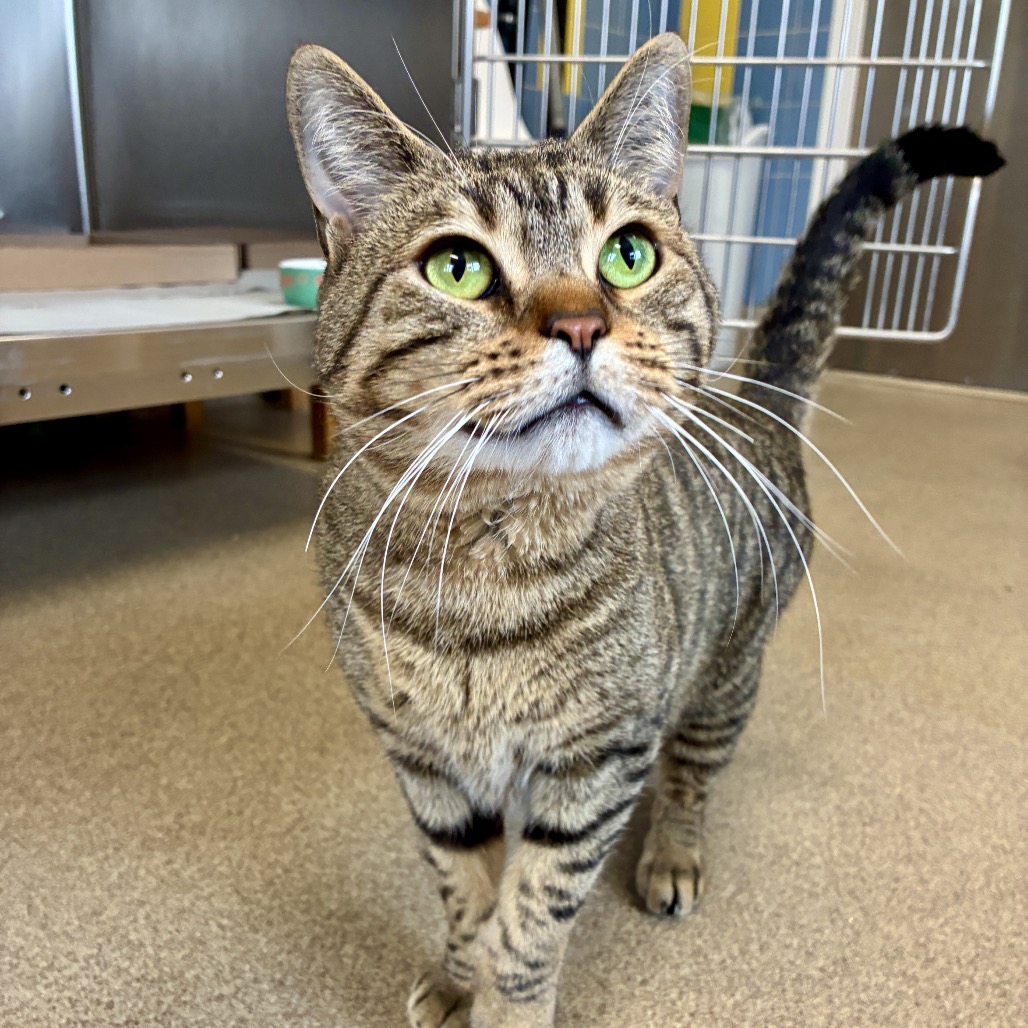 Jaden Domestic Shorthair Brown Tabby