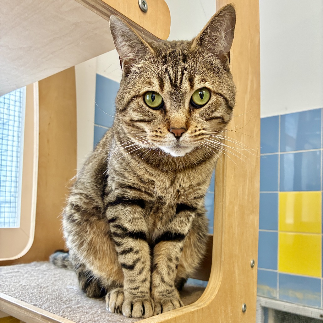 Jaden Domestic Shorthair Brown Tabby