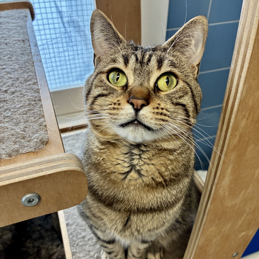 Jaden Domestic Shorthair Brown Tabby