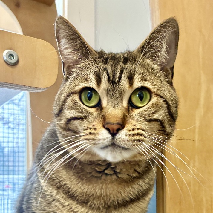 Jaden Domestic Shorthair Brown Tabby