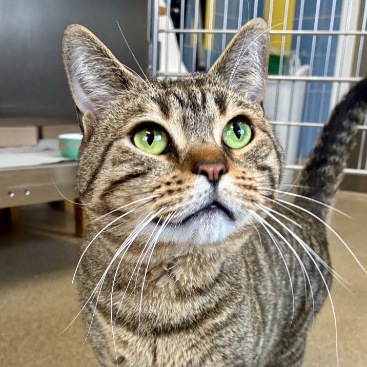 Jaden Domestic Shorthair Brown Tabby