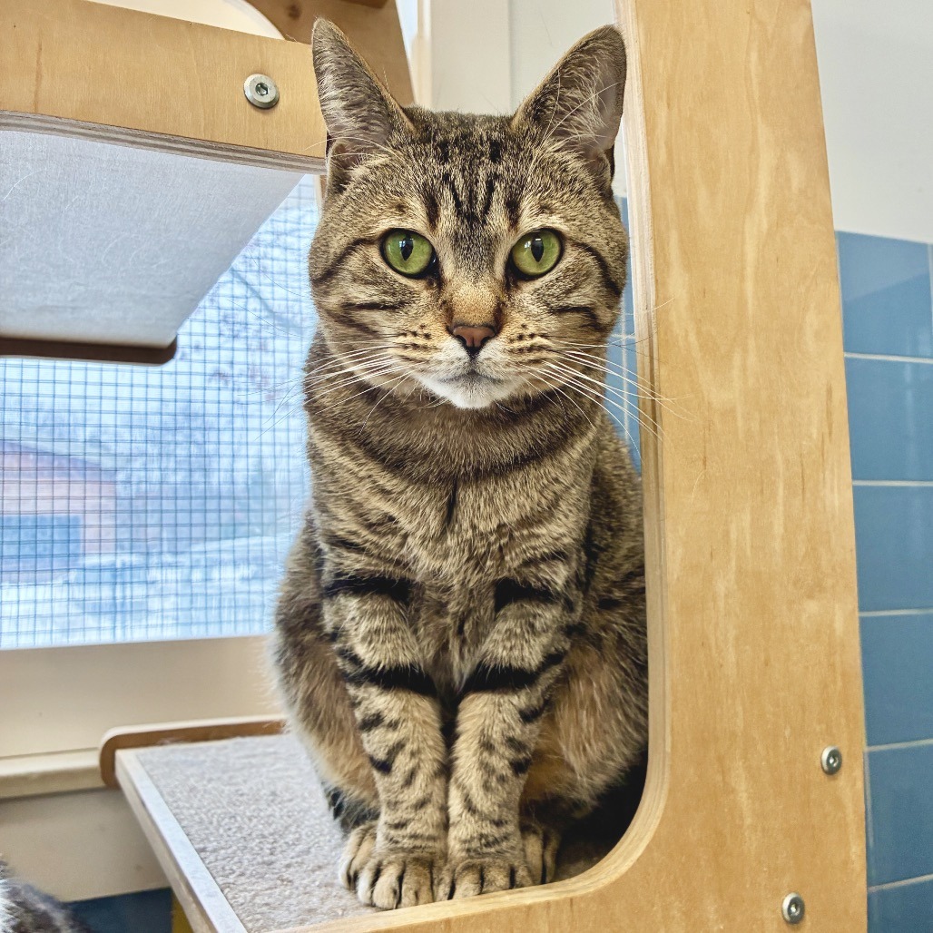 Jaden Domestic Shorthair Brown Tabby