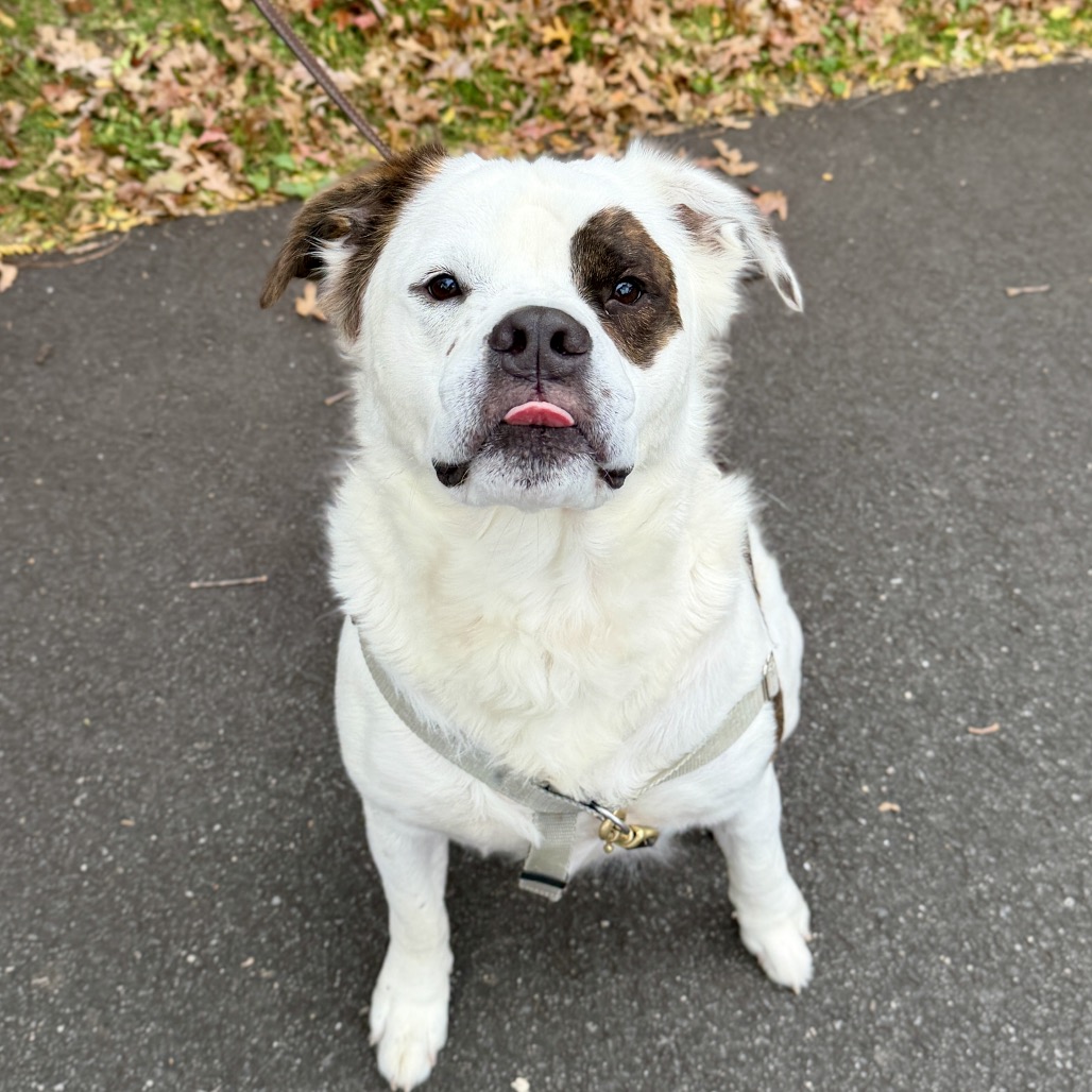Big Ben Saint Bernard White
