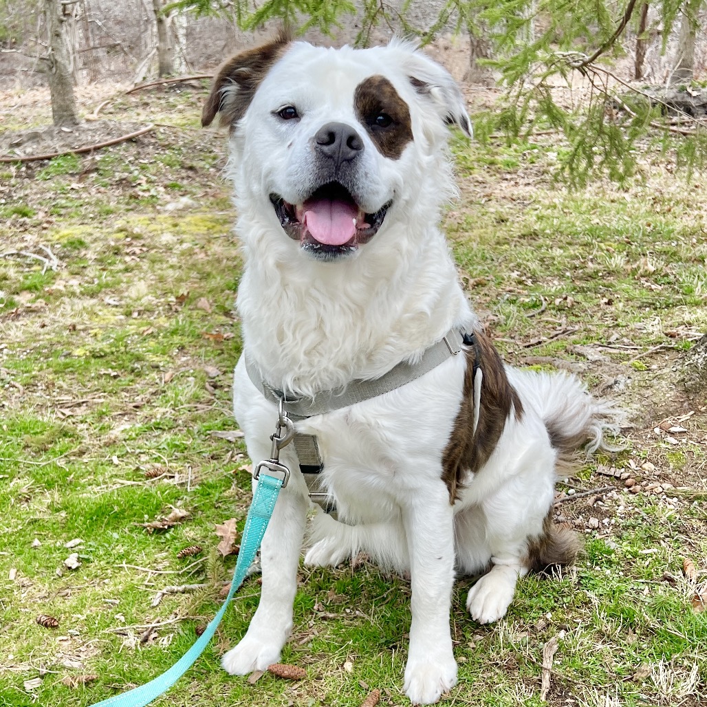 Big Ben Saint Bernard White