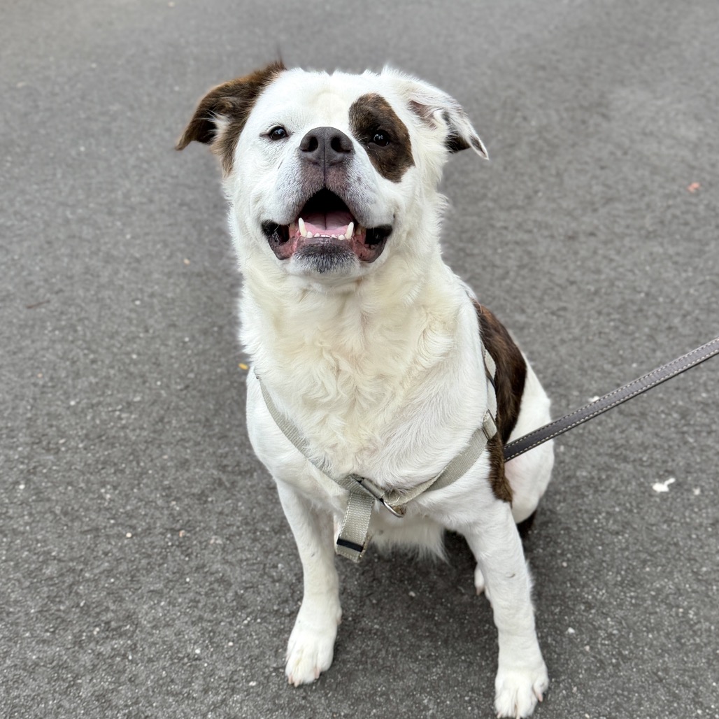 Big Ben Saint Bernard White