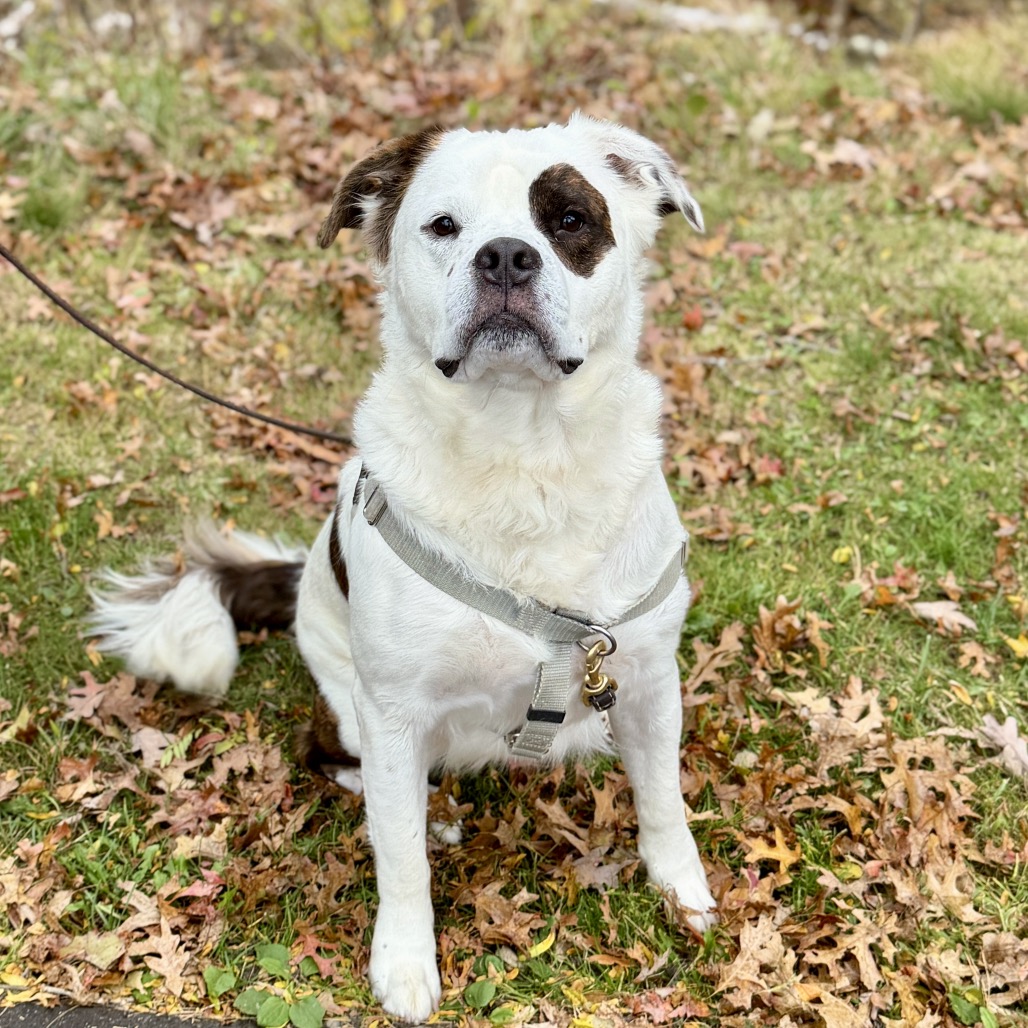 Big Ben Saint Bernard White