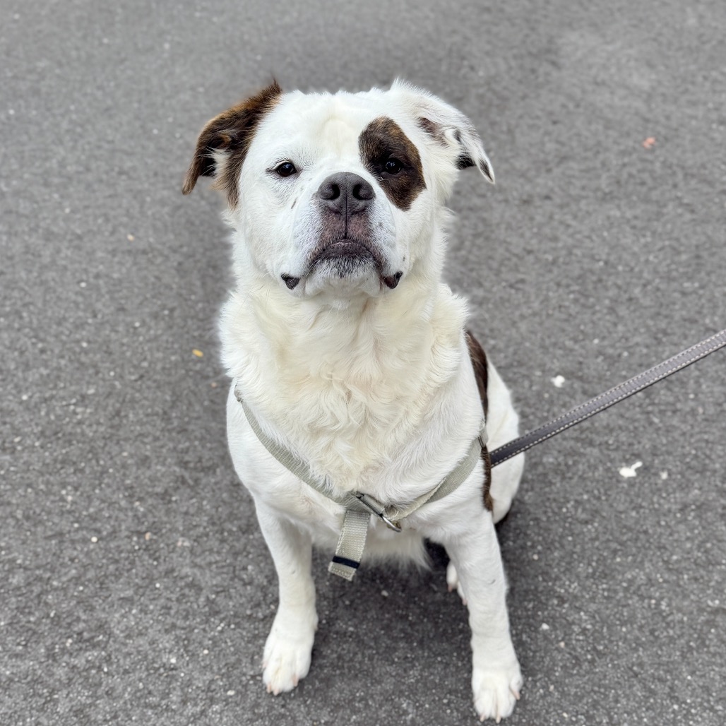 Big Ben Saint Bernard White