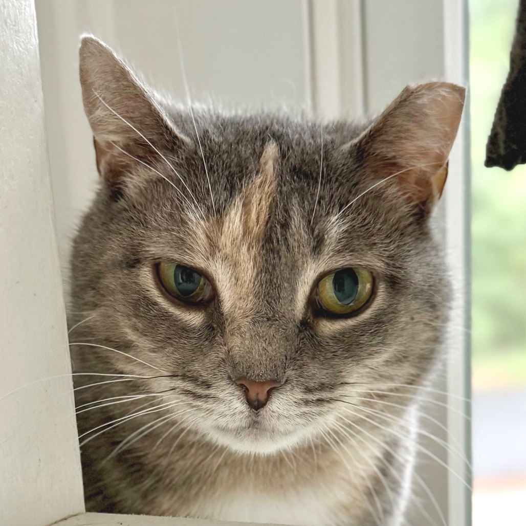 Piper Domestic Shorthair Buff