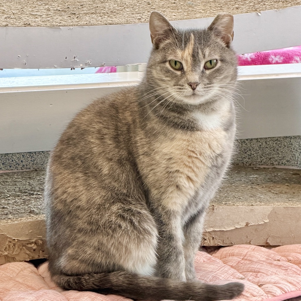 Piper Domestic Shorthair Buff