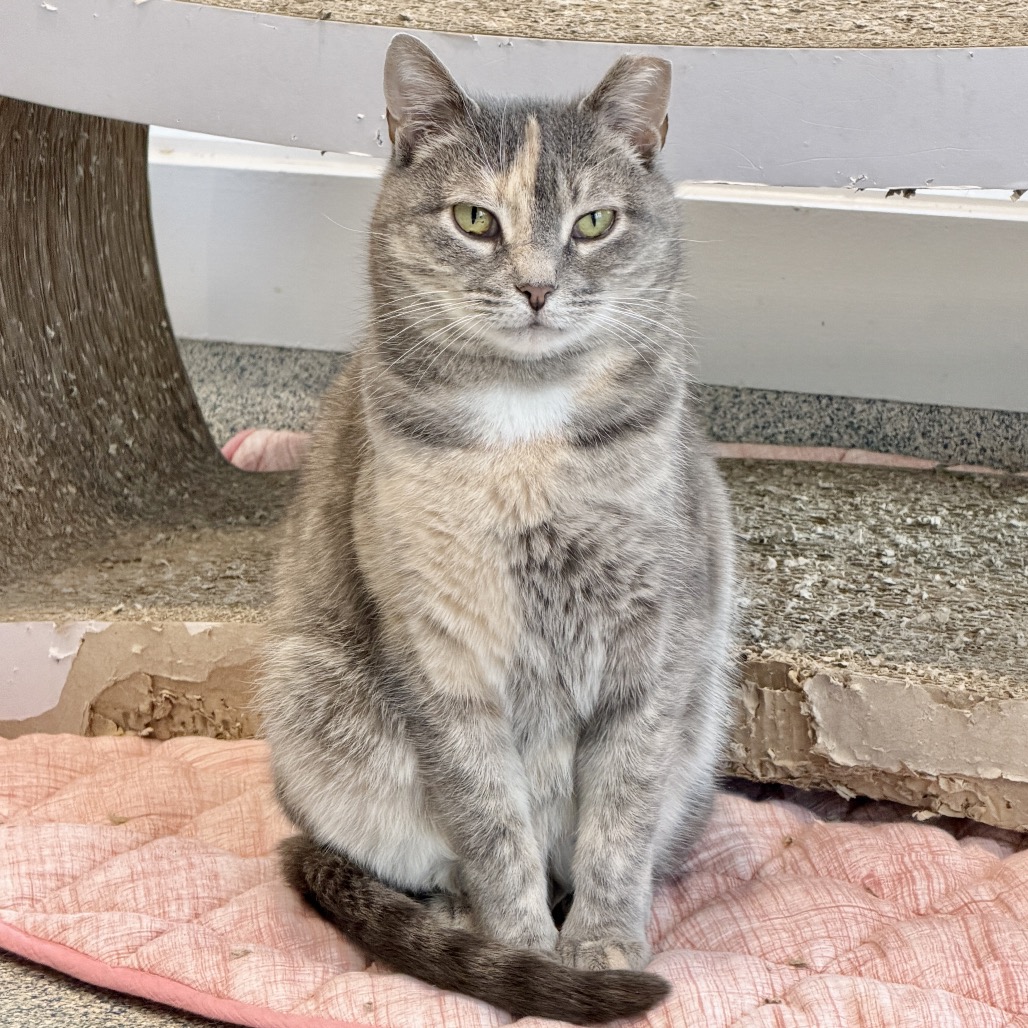 Piper Domestic Shorthair Buff