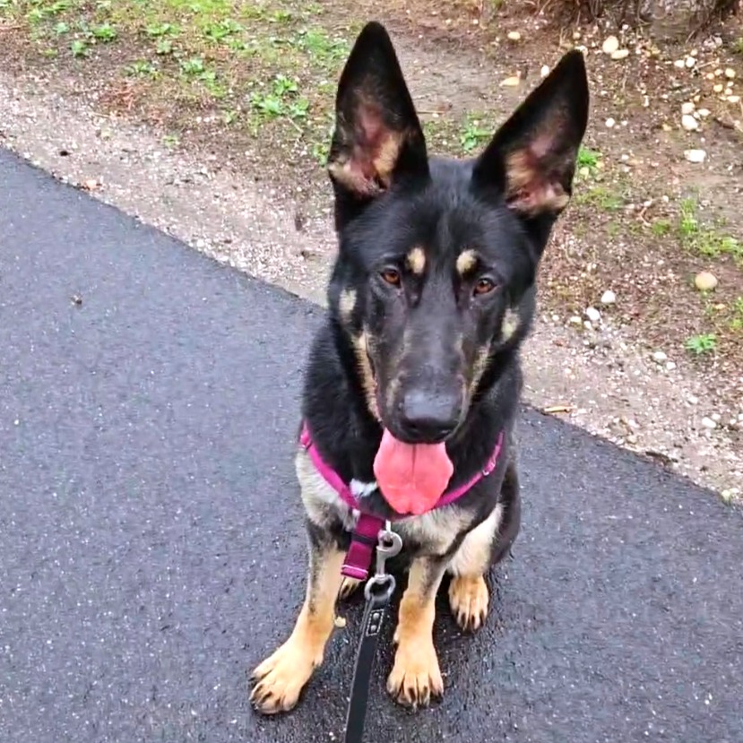 Raven Shepherd, German Black 