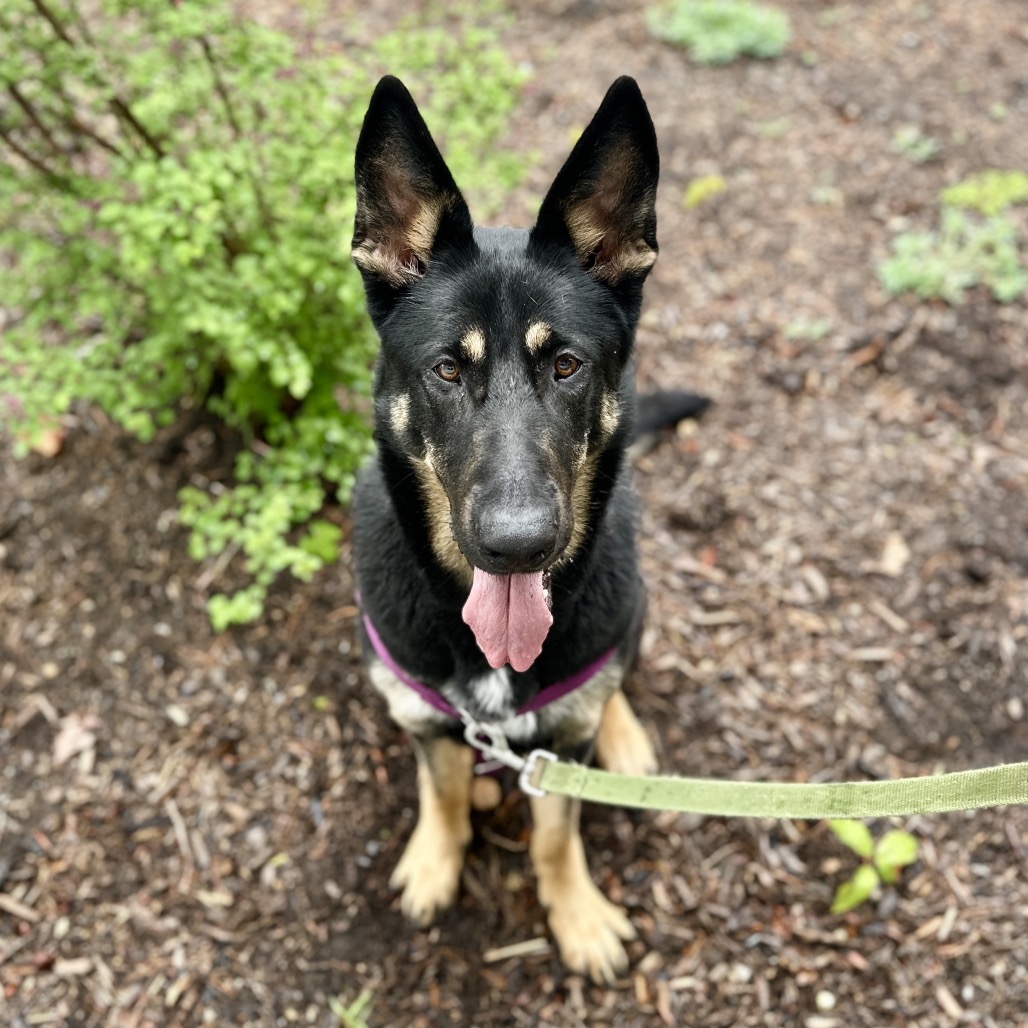 Raven Shepherd, German Black 