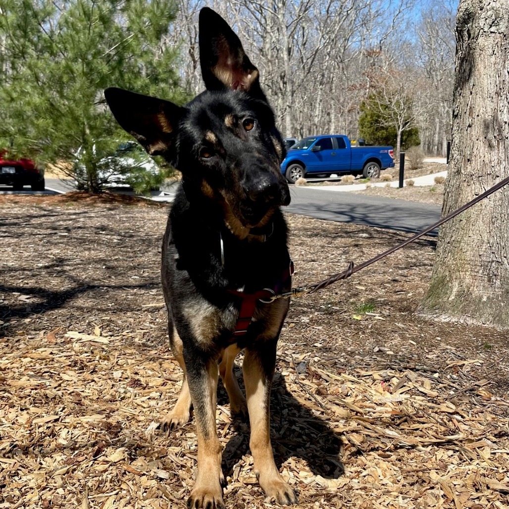 Raven Shepherd, German Black 