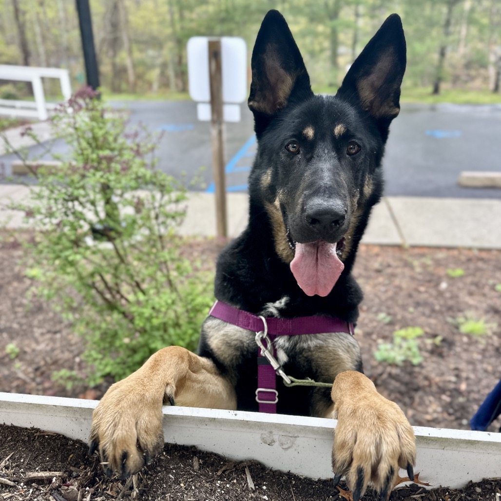 Raven Shepherd, German Black 