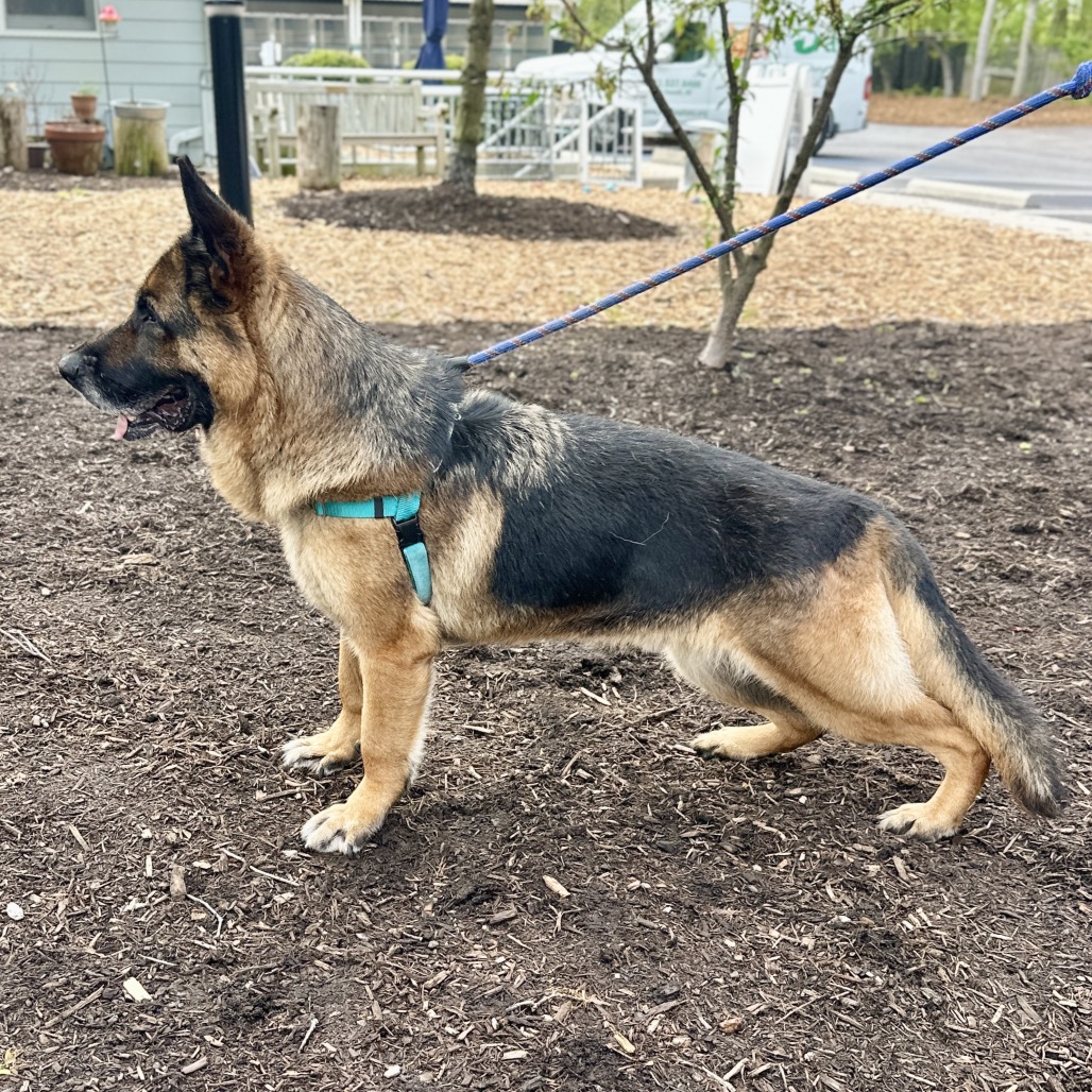 Jack Shepherd, German Black