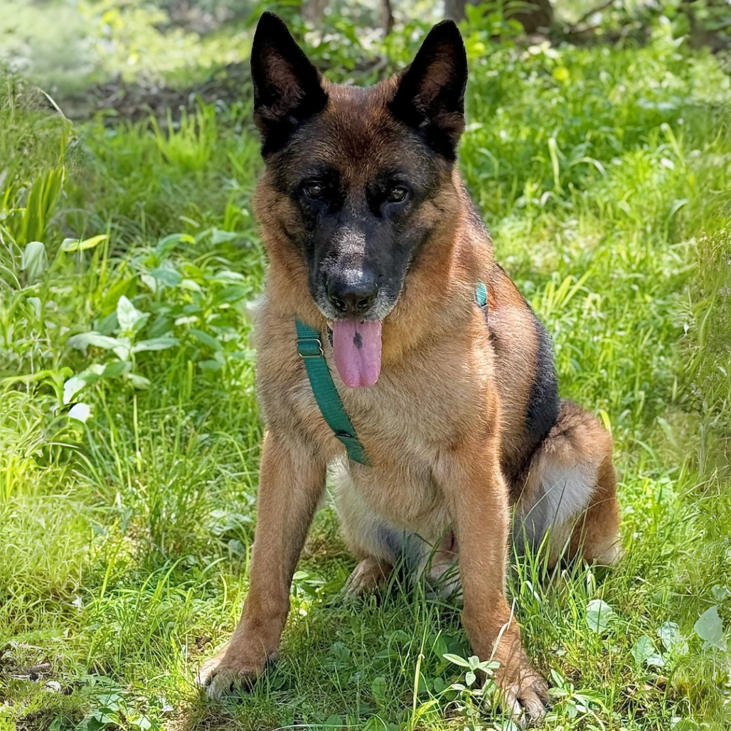 Jack Shepherd, German Black