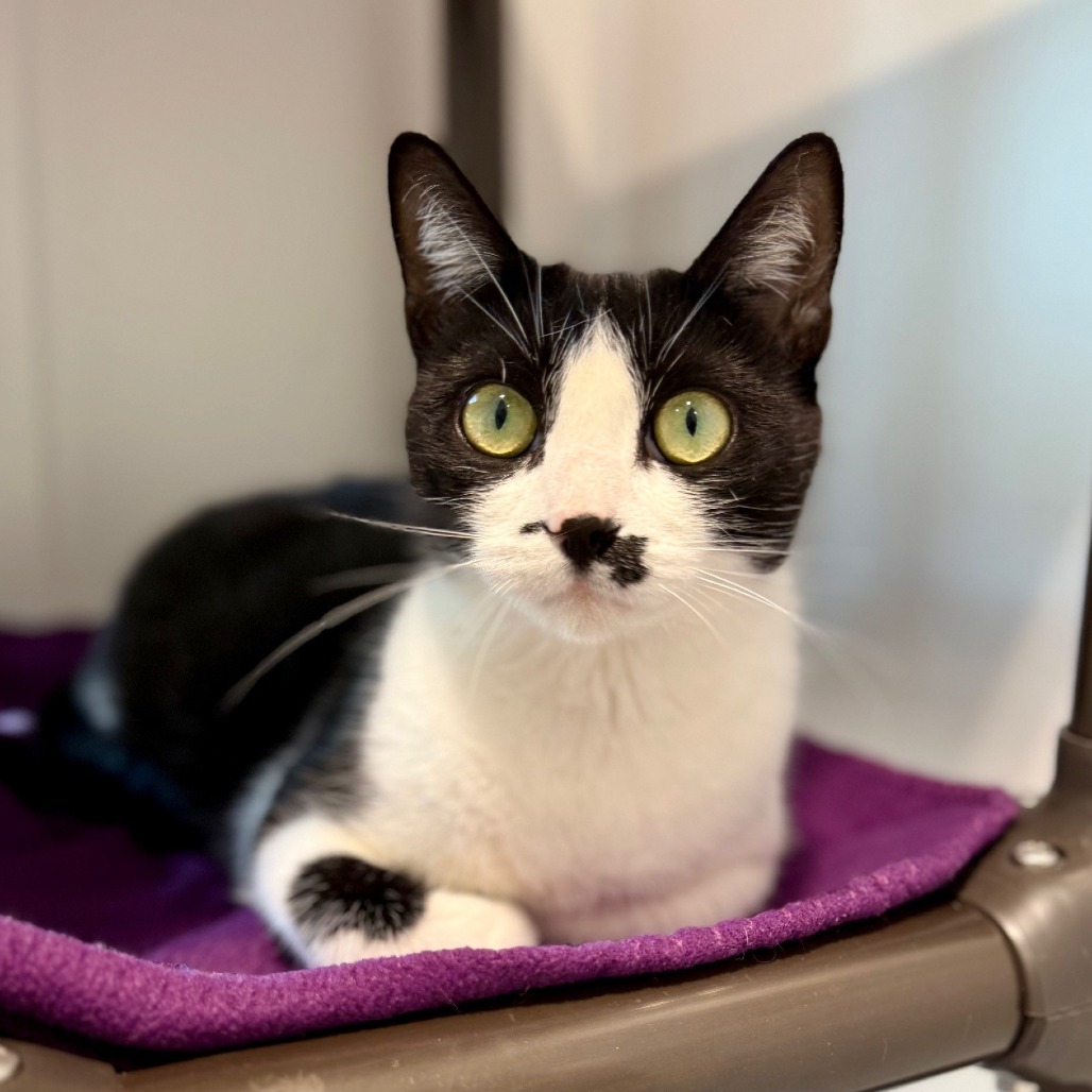 Light Fury Domestic Shorthair Black None