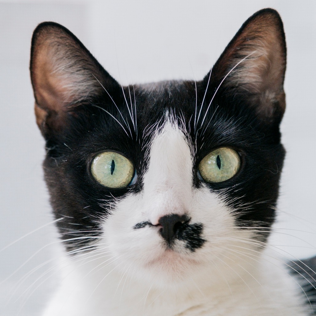 Light Fury Domestic Shorthair Black None