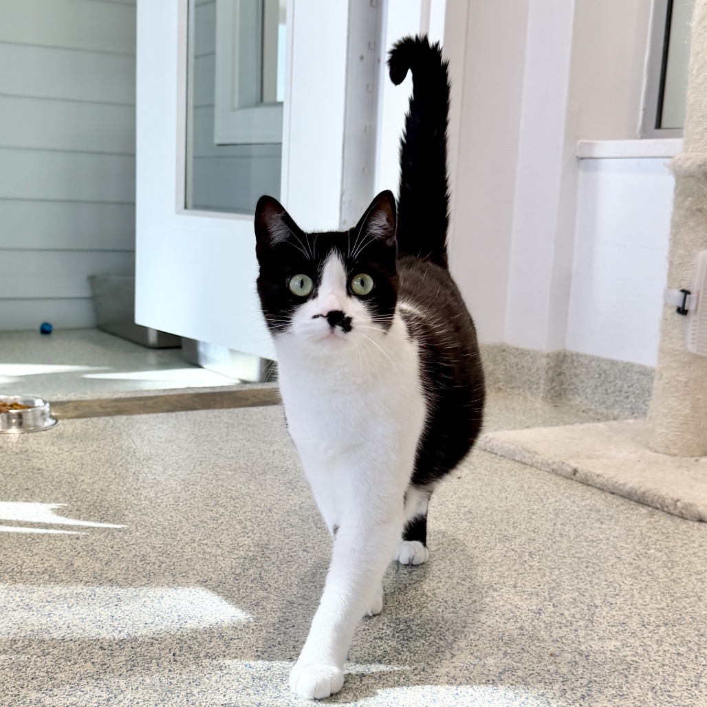 Light Fury Domestic Shorthair Black None