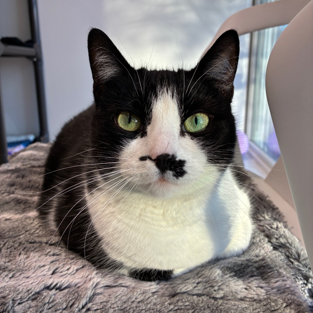 Light Fury Domestic Shorthair Black None