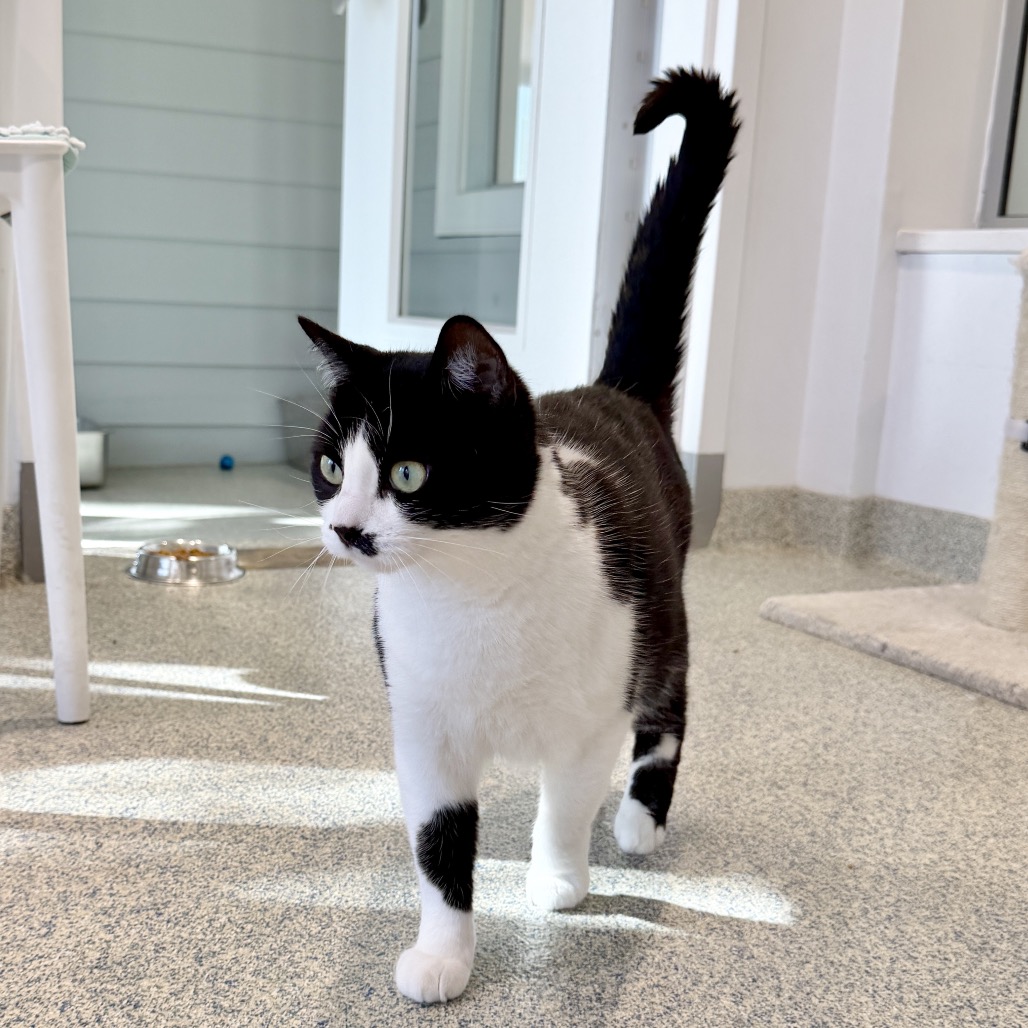 Light Fury Domestic Shorthair Black None