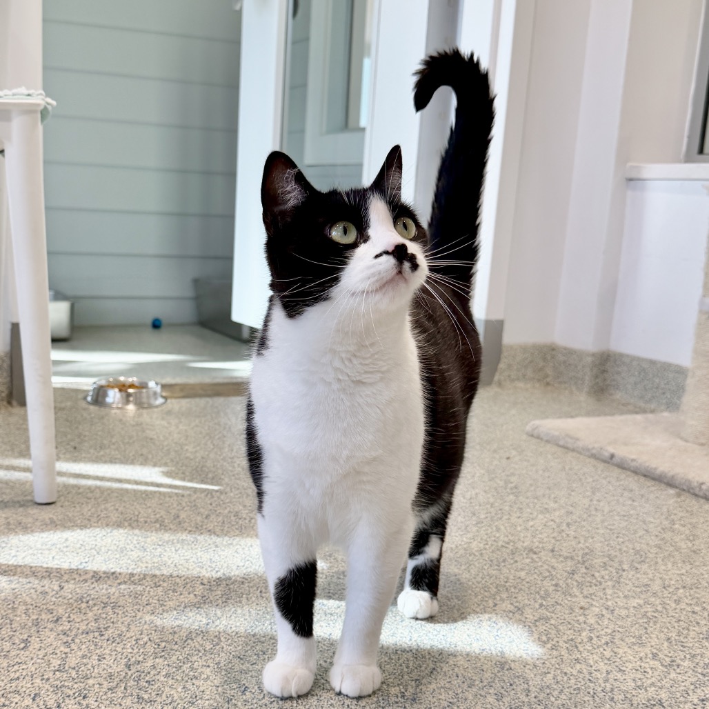 Light Fury Domestic Shorthair Black None