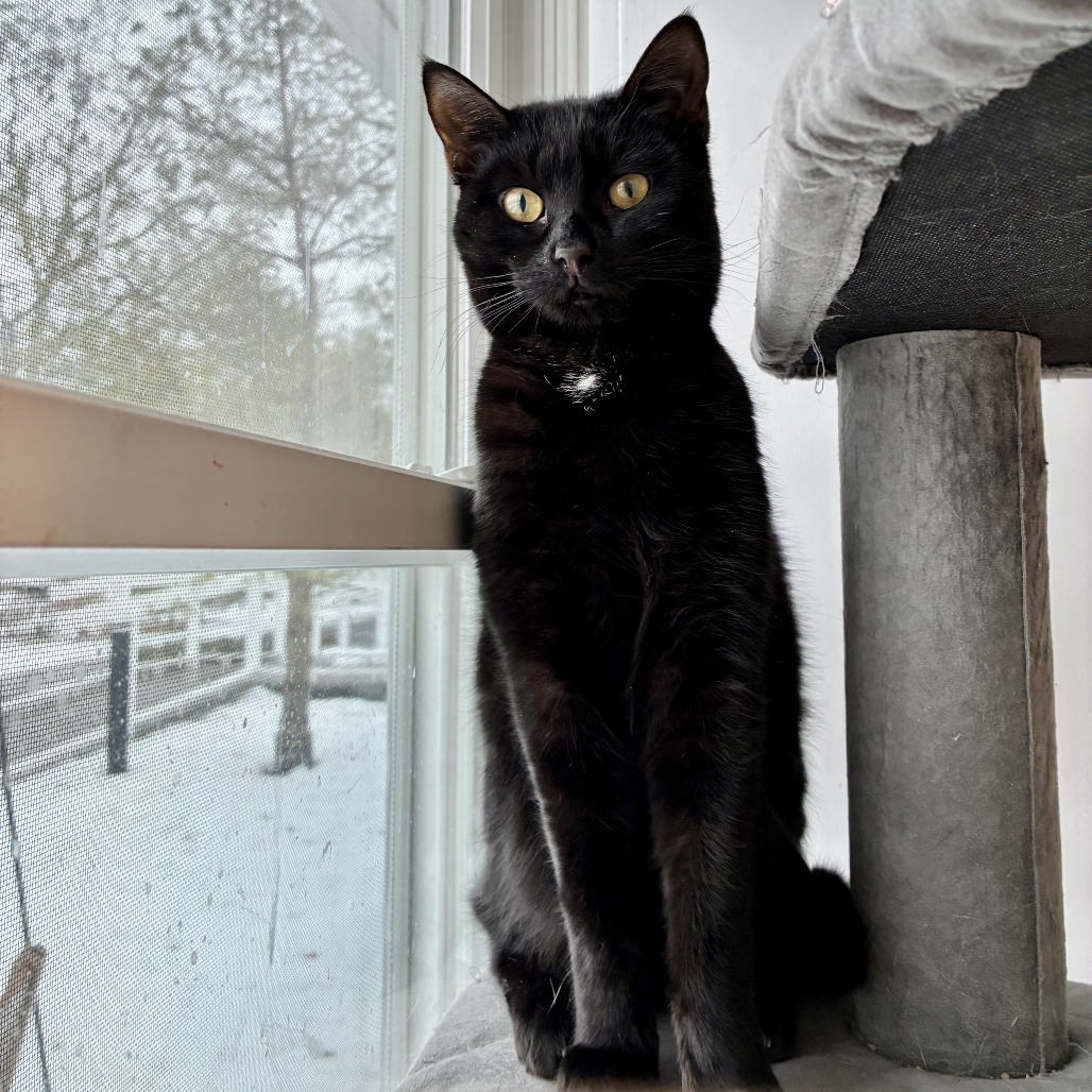 Onyx Domestic Shorthair Black None