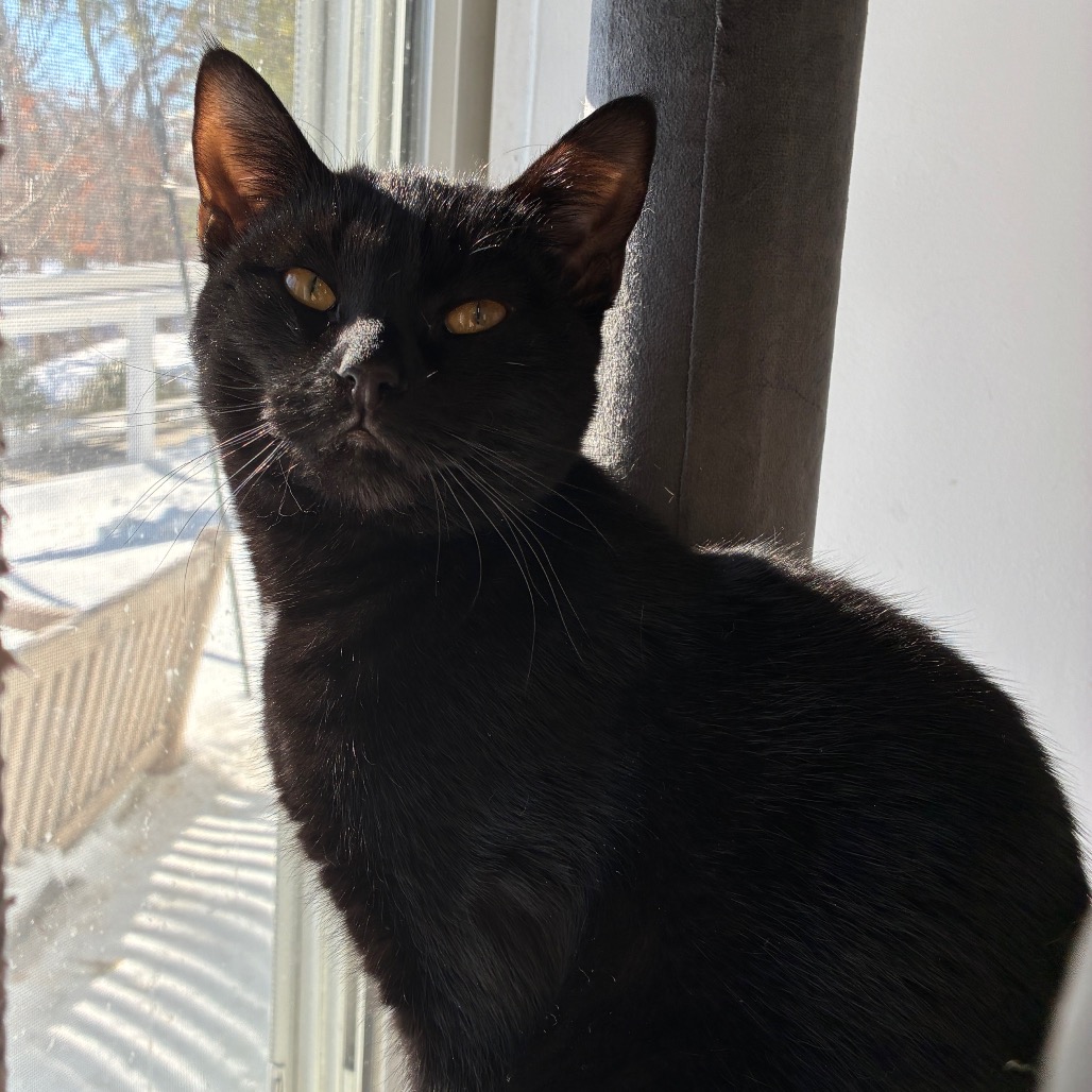 Onyx Domestic Shorthair Black None