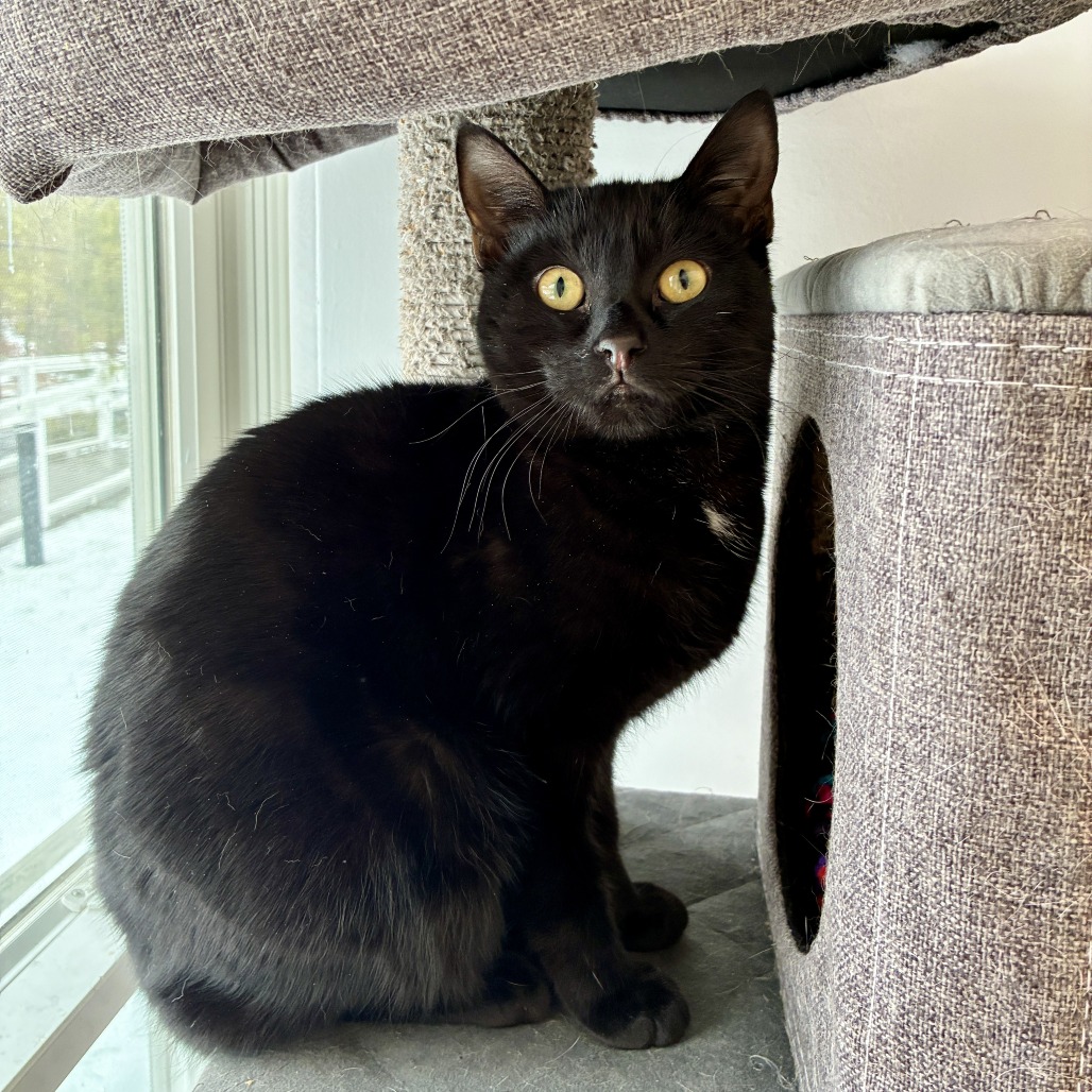 Onyx Domestic Shorthair Black None