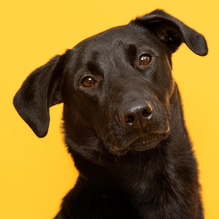 Phinjamin Retriever, Black Labrador/Mix Black None