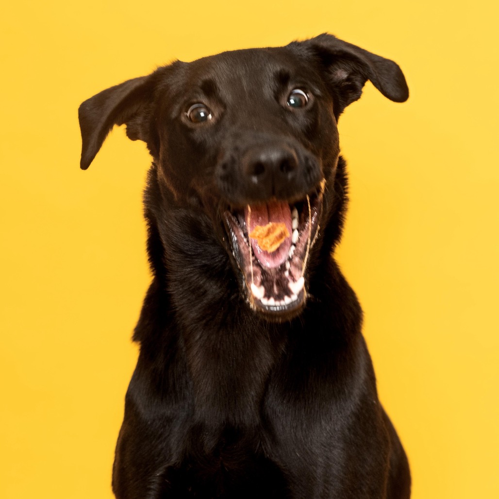 Phinjamin Retriever, Black Labrador/Mix Black None