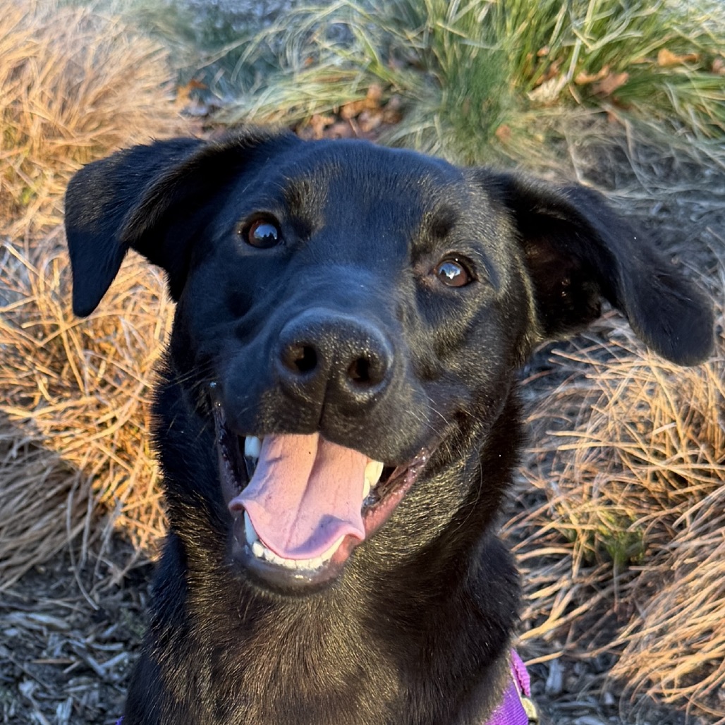Phinjamin Retriever, Black Labrador/Mix Black None