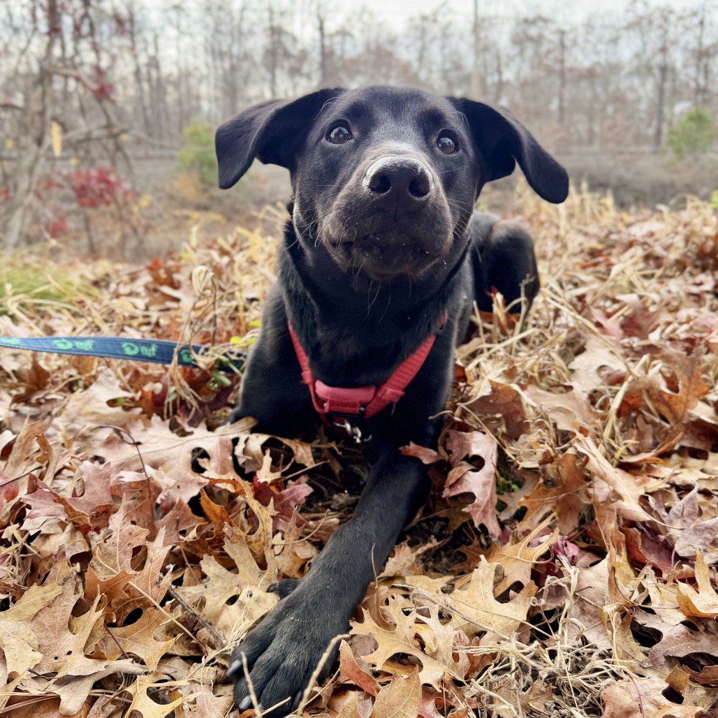 Phinjamin Retriever, Black Labrador/Mix Black None