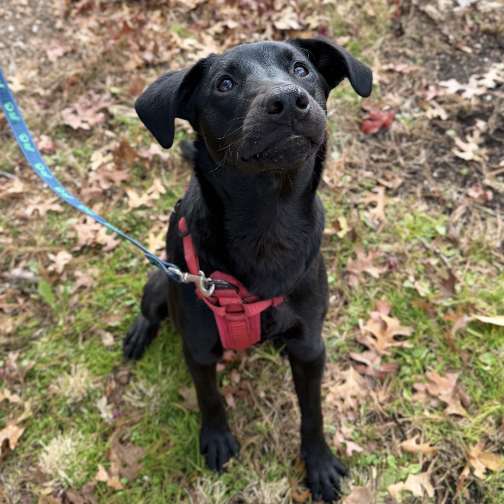 Phinjamin Retriever, Black Labrador/Mix Black None