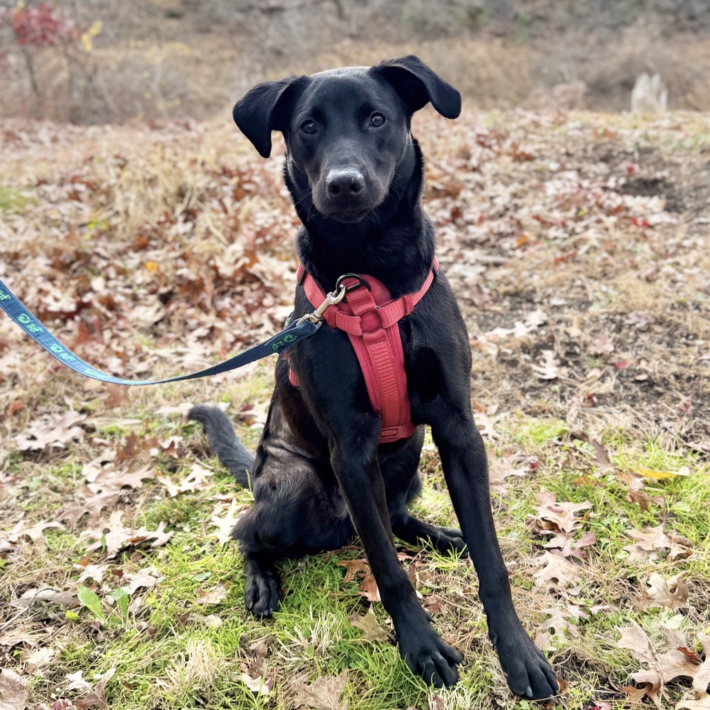 Phinjamin Retriever, Black Labrador/Mix Black None