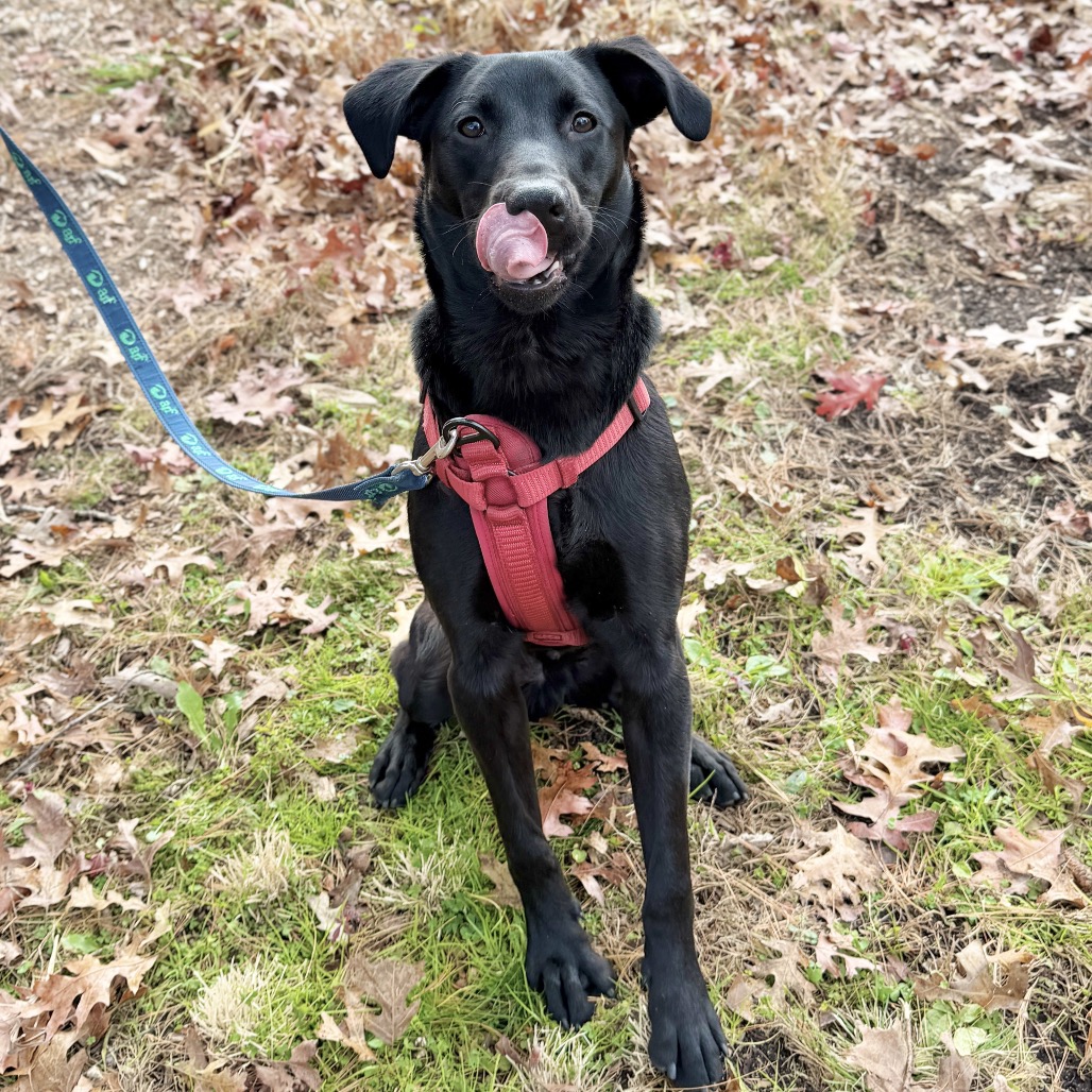 Phinjamin Retriever, Black Labrador/Mix Black None