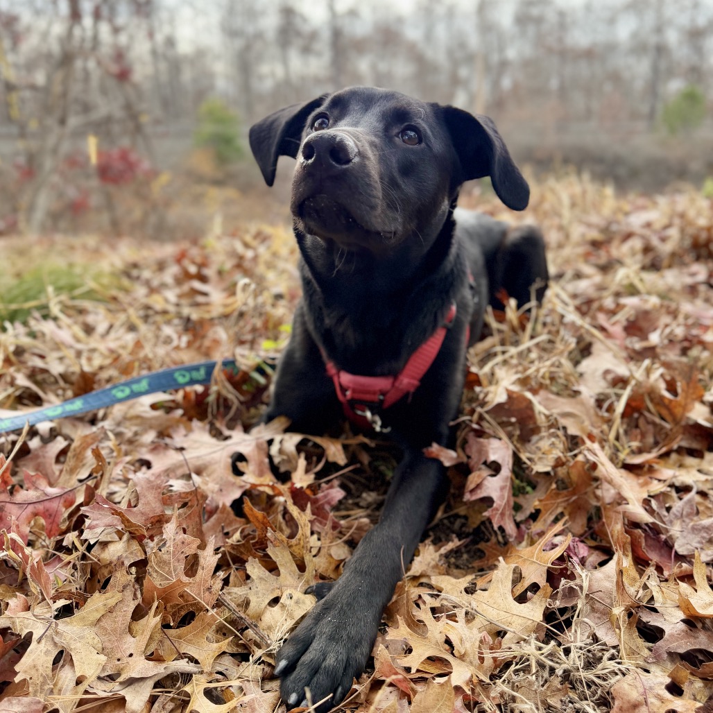 Phinjamin Retriever, Black Labrador/Mix Black None