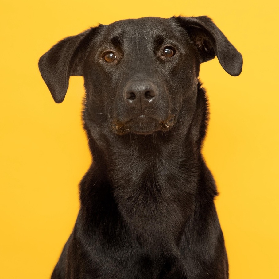 Phinjamin Retriever, Black Labrador/Mix Black None