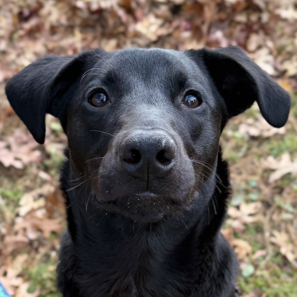 Phinjamin Retriever, Black Labrador/Mix Black None