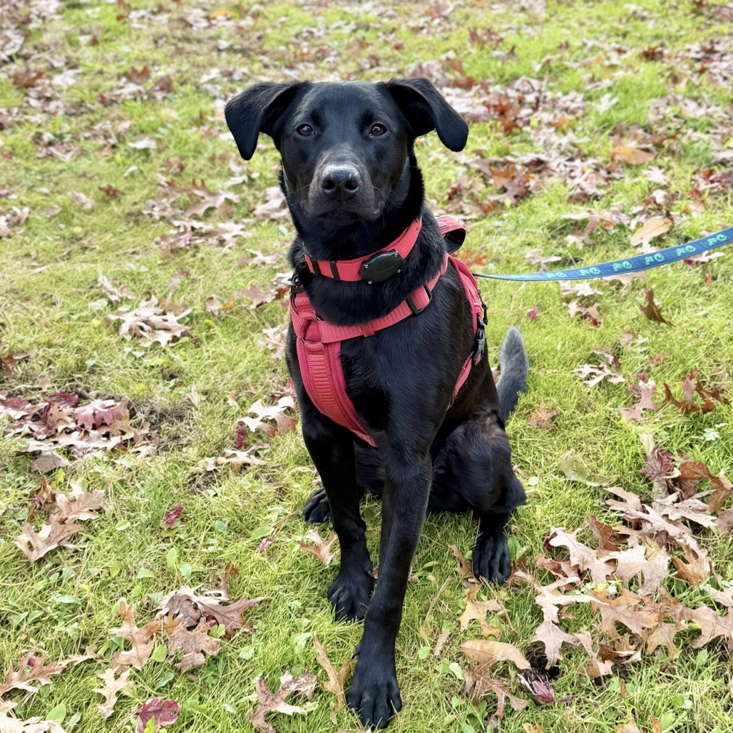 Phinjamin Retriever, Black Labrador/Mix Black None