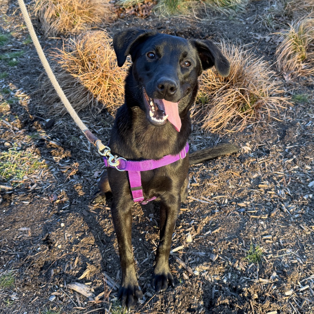 Phinjamin Retriever, Black Labrador/Mix Black None