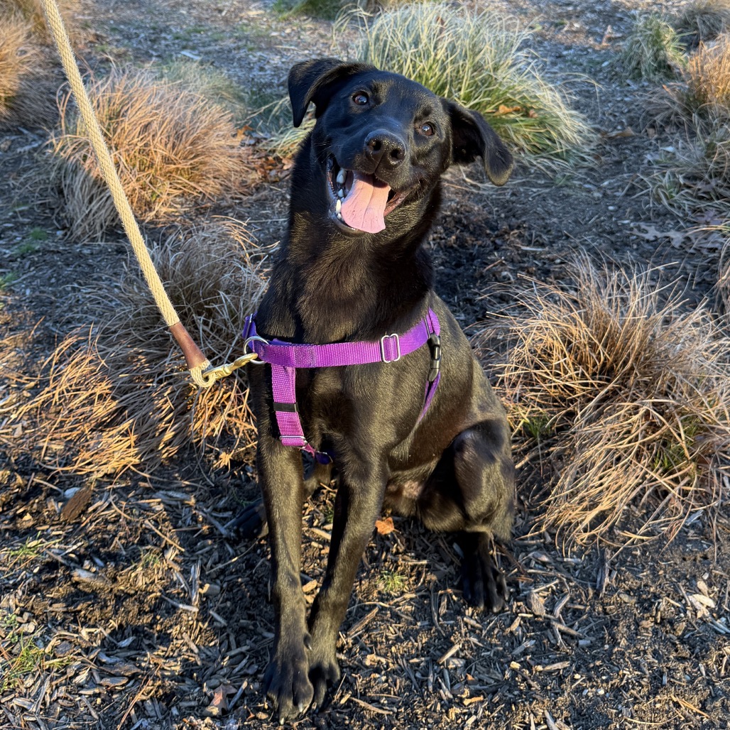 Phinjamin Retriever, Black Labrador/Mix Black None