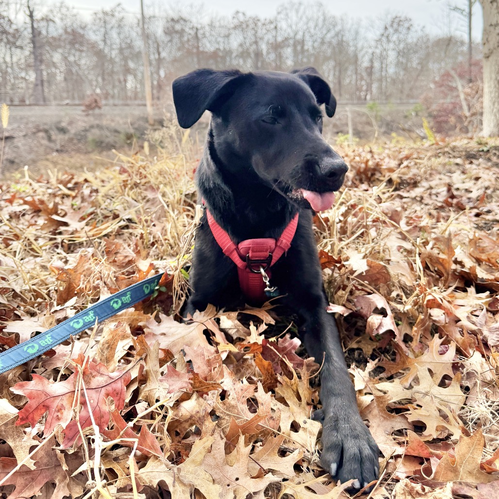 Phinjamin Retriever, Black Labrador/Mix Black None