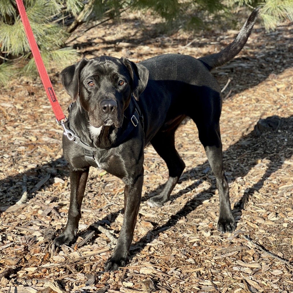 Diesel Retriever, Black Labrador Black