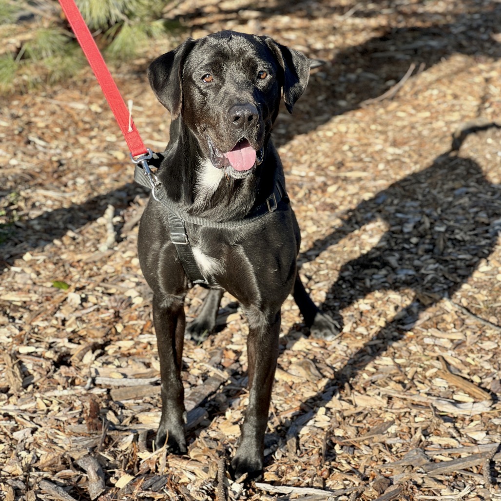 Diesel Retriever, Black Labrador Black