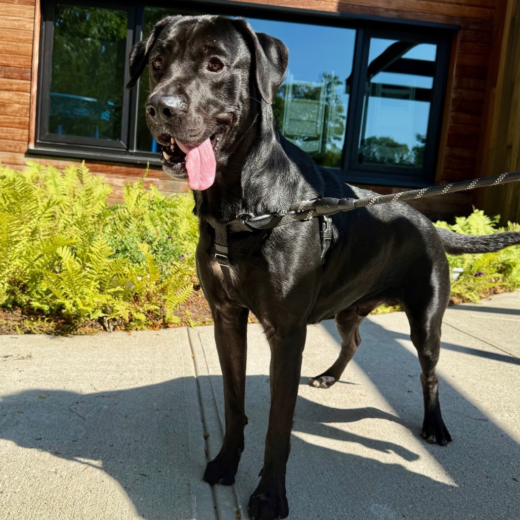 Diesel Retriever, Black Labrador Black